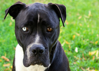 Close-up of black and white american staffordshire terrier dog with wall eyes on grass