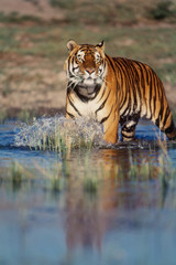 Fototapeta na wymiar India, Bengal Tiger (Panthera Tigris)