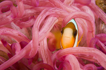 Juvenile Anemonefish (Amphiprion chrysopterus), Banda Sea, Indonesia 