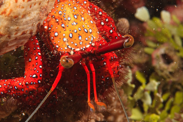 hermit crab, Scuba Diving at Tukang Besi/Wakatobi Archipelago Marine Preserve, South Sulawesi, Indonesia, S.E. Asia