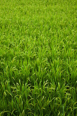 Japan, Nara, Heguri-cho. Field of growing rice stalks. 