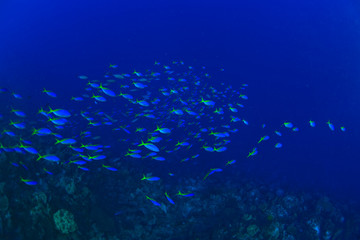 Scuba Diving at Tukang Besi/Wakatobi Archipelago Marine Preserve, South Sulawesi, Indonesia, S.E. Asia