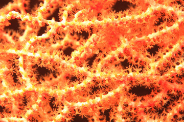 close view of gorgonian sea fan, Scuba Diving at Tukang Besi/Wakatobi Archipelago Marine Preserve, South Sulawesi, Indonesia, S.E. Asia © Stuart Westmorland/Danita Delimont