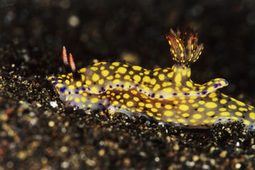 Indonesia, Nudibranch (Hypselodoris obscura)