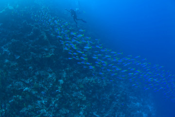 Fototapeta na wymiar schooling fusiliers, Scuba Diving at Tukang Besi/Wakatobi Archipelago Marine Preserve, South Sulawesi, Indonesia, S.E. Asia 
