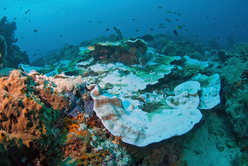 Indonesia, Papua, Raja Ampat. Close-up of damaged reef. Credit as: Jones & Shimlock / Jaynes Gallery / DanitaDelimont.com