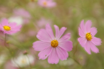 Japan, Nara Prefecture. Close-up of blooming cosmos flowers. 