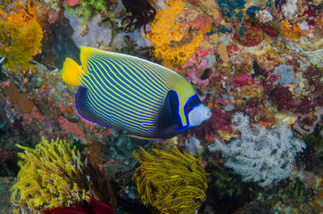 Fototapeta na wymiar Indonesia, Bima Bay. Angelfish and coral. Credit as: Jones & Shimlock / Jaynes Gallery / DanitaDelimont.com