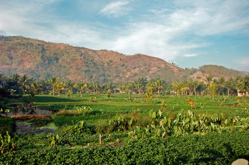 Fototapeta na wymiar green vegetables plantation in front of hill