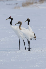 Obraz premium Rare red-crowned crane of Northern Island of Hokkaido, Japan