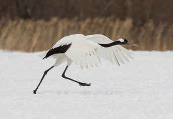 Obraz premium Red-crowned crane wintering in Hokkaido, Japan