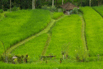 Obraz na płótnie Canvas Indonesia, Bali. Terraced Subak (irrigation) Rice fields of Bali Island