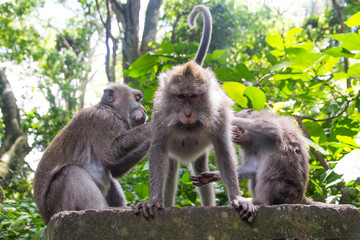 Indonesia, Bali. The Monkey Forest of Padangtegal represents a sacred Balinese Hindu site. Balinese Hinduism combines aspects of Animism, Ancestor Worship, Buddhism, and Hinduism.