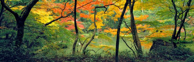 Japan, Kyoto Pref., Kyoto. The Moss Garden, or Saihoji, in Kyoto is a popular site for Japan's visitors.