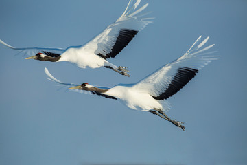 Fototapeta na wymiar Japan, Hokkaido. Japanese cranes flying. Credit as: Jim Zuckerman / Jaynes Gallery / DanitaDelimont. com