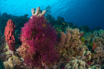 Scuba Diving at Tukang Besi/Wakatobi Archipelago Marine Preserve, South Sulawesi, Indonesia, S.E. Asia