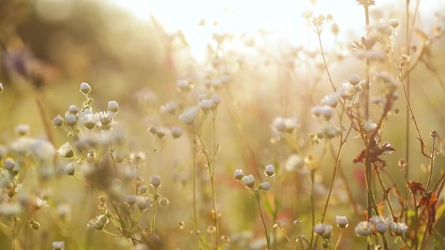Sunny beautiful nature video background. Real time full hd footage of tiny white small daisies flowers with soft sunset or sunrise sun backlight.
