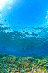 Fototapeta premium Scuba Diving at Tukang Besi/Wakatobi Archipelago Marine Preserve, South Sulawesi, Indonesia, S.E. Asia
