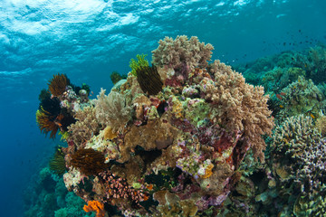 Naklejka na ściany i meble Scuba Diving at Tukang Besi/Wakatobi Archipelago Marine Preserve, South Sulawesi, Indonesia, S.E. Asia