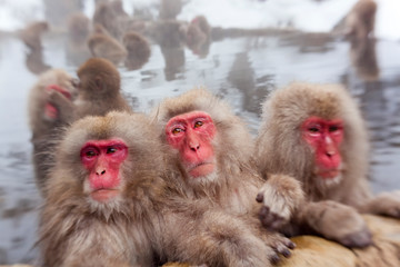 Japanese macaque (Macaca fuscata), Snow monkey, Joshin-etsu National Park, Honshu, Japan