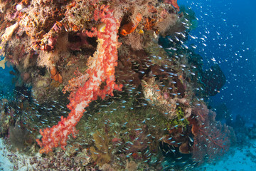 Fototapeta na wymiar Scuba Diving at Tukang Besi/Wakatobi Archipelago Marine Preserve, South Sulawesi, Indonesia, S.E. Asia