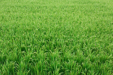 Japan, Nara, Heguri-cho. Field of growing rice stalks. 