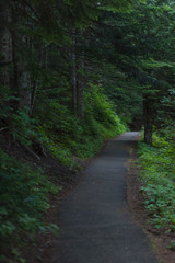 Pathway through dark lush mysterious forest 