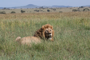 Lion on African Plain