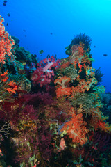 Fototapeta na wymiar Soft corals and crinoids, Banda Sea, Indonesia