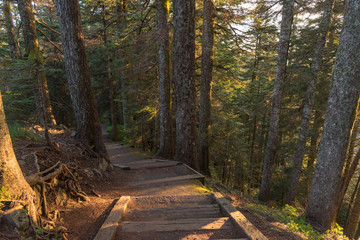 Hiking trail through beautiful forest of Larch Mountain, Oregon