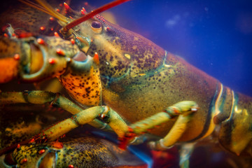 Lobster Seafood Tank