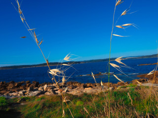 Wheat plant in the front surrounded by another vegetation as grass and flowers in front of the...
