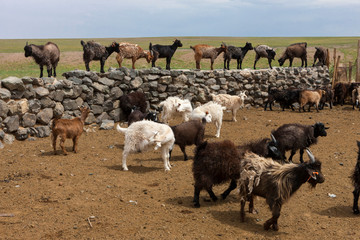 Fototapeta premium Goat Herd. Gobi Desert. Mongolia.
