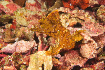 Scuba Diving at Tukang Besi/Wakatobi Archipelago Marine Preserve, South Sulawesi, Indonesia, S.E. Asia