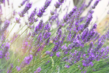 Purple Lavender flowers on green nature blurred background. Violet aromatic flowers for herbalism cultivation in meadow.