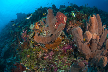 Scuba Diving at Tukang Besi/Wakatobi Archipelago Marine Preserve, South Sulawesi, Indonesia, S.E. Asia