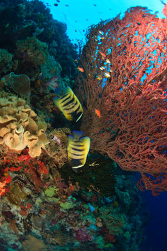 Angelfish,, Scuba Diving at Tukang Besi/Wakatobi Archipelago Marine Preserve, South Sulawesi, Indonesia, S.E. Asia