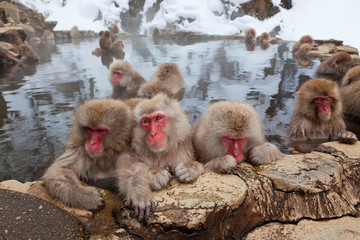 Japanese macaque (Macaca fuscata), Snow monkey, Joshin-etsu National Park, Honshu, Japan