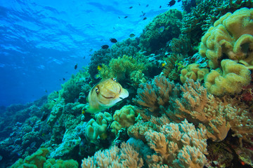 Naklejka na ściany i meble Cuttlefish (Sepia latimanus), Pristine Scuba Diving at Tukang Besi/Wakatobi Archilpelago Marine Preserve, South Sulawesi, Indonesia, S.E. Asia