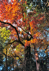 Japan, Honshu, Tochigi Pref., Nikko NP. Colorful maple leaves fill the canopy in the forest at Nikko National Park, Japan.