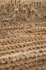 Japan, Nara Prefecture, Heguri-cho. Close-up of drying rice. 