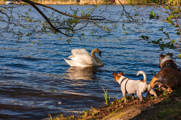 Cani che osservano un cigno sul lago Mueggelsee a Berlino