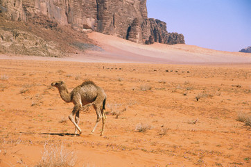Asia, Jordan, Wadi Rum. Bedouin baby camel.