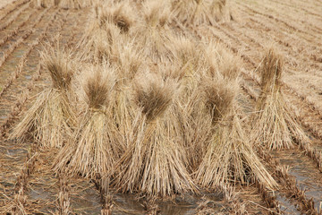 Japan, Nara Prefecture, Heguri-cho. Close-up of drying rice. 
