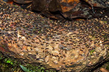 Ants, Sarawak, Malaysian Borneo, Malaysia.