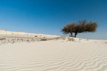 Khaluf desert, Oman.