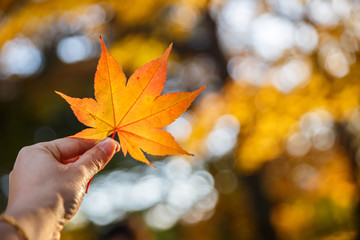 Human hand holding a red autumn maple leaves against the background of a blue sky with white clouds...