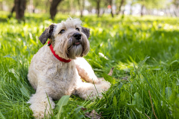 Fototapeta premium nice little beige dog is lying in the grass , walk with dog in the park with copy space