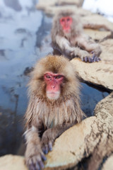 Fototapeta premium Japanese macaque (Macaca fuscata), Snow monkey, Joshin-etsu National Park, Honshu, Japan