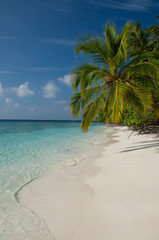 Maldives, North Male Atoll, Island of Kuda Bandos. Palm trees on white sand beach.